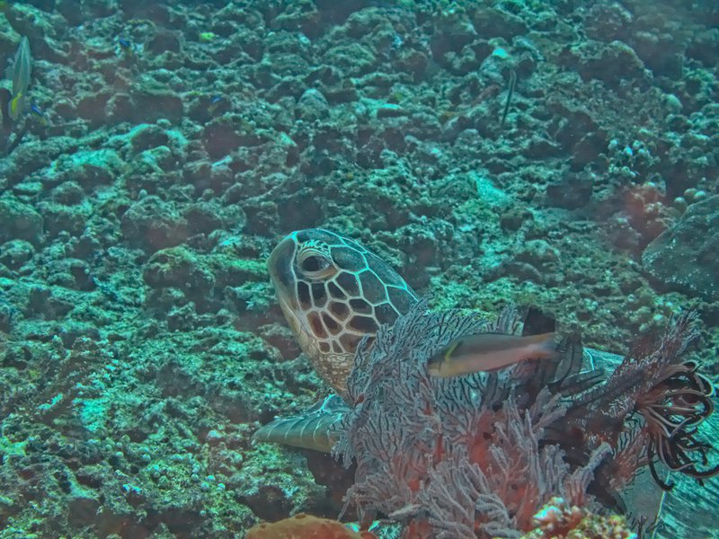 Turtle, Deep Turbo